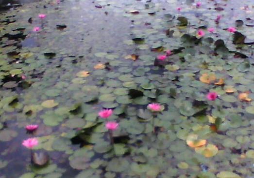 water lily